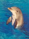 un dauphin